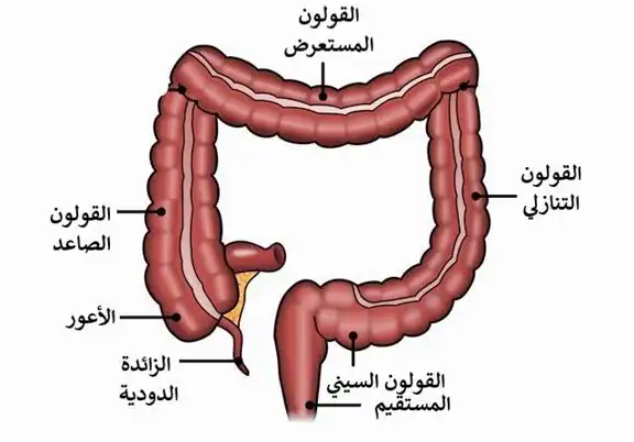 Anatomical position of the colon and rectum