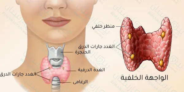 The thyroid gland consists of two lobes between the isthmus, located in the front of the neck, surrounding the larynx and the top of the trachea